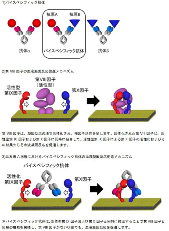 ◇はばたき血友病情報（医療情報）「抗IXa/X二重特異性抗体（ＡＣＥ９１０）：血友病Ａモデルの出血と定期補充の止血の有効性を有する」